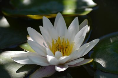 water-lily-140727_960_720
